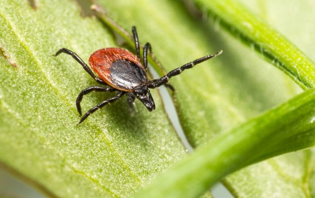 Осторожно, клещи: врач объяснил, как надежно уберечься от болезни Лайма