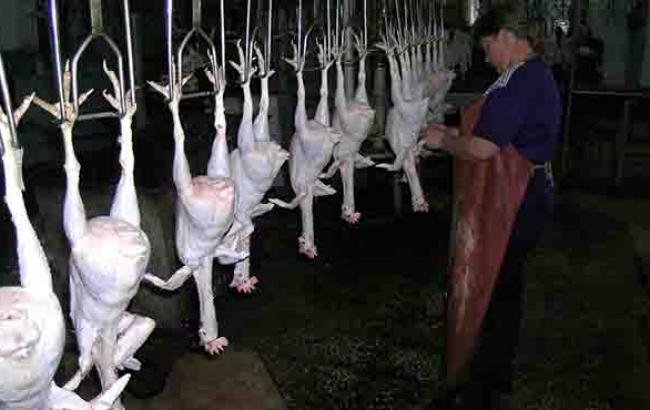 Россия не допустила ввоз в Крым крупной партии мяса украинской птицы