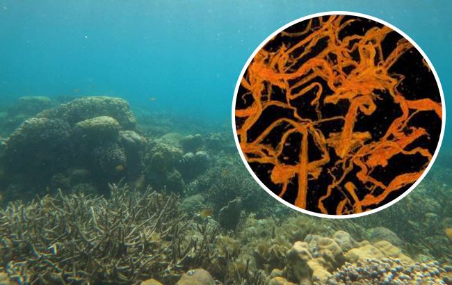 Археологи знайшли скарб датського короля на затонулому скандинавському кораблі: що там було