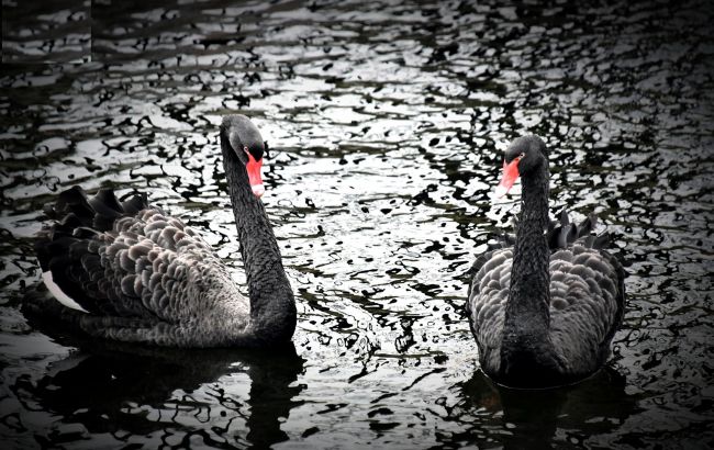 В Київському зоопарку показали чорних красенів, які радіють аномальному теплу