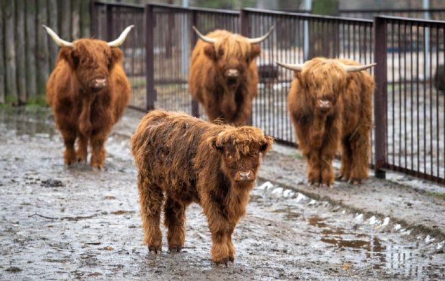 Як змінилися тварини Київського зоопарку за рік війни: неймовірно милі фото