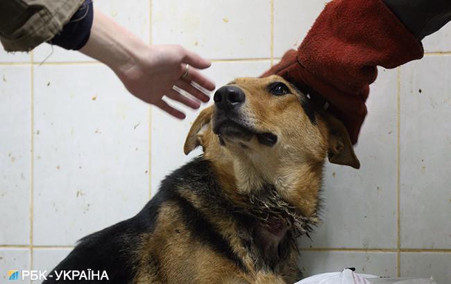 В Херсоне отменили распоряжение об уничтожении бездомных животных в связи с АЧС