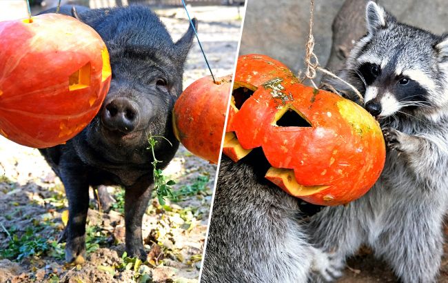 У зоопарку Києва тварини "святкують" Хелловін. Погляньте на ці щасливі фото та відео