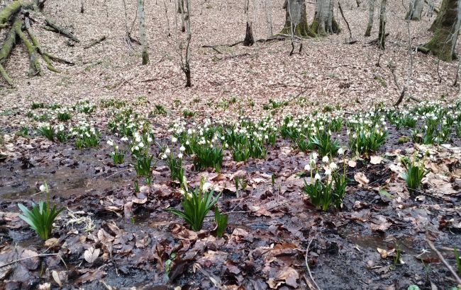 У Карпатах почали розквітати перші весняні квіти: неймовірні фото