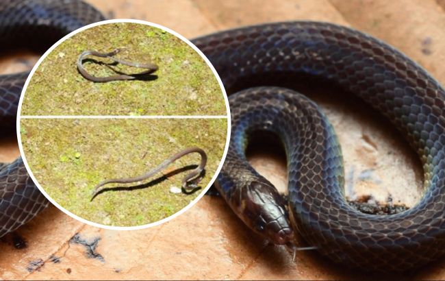 Вчені показали унікальну змію: вона перетворюється на колесо під час небезпеки (відео)