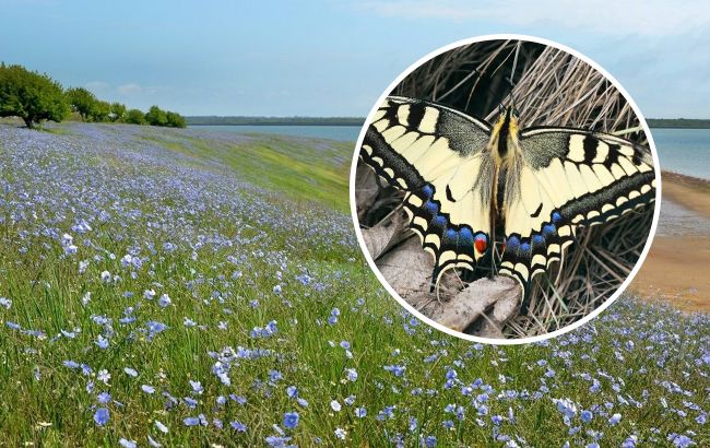 У парку "Тузлівські лимани" показали величезних метеликів: розмах крил до 15 см (фото)