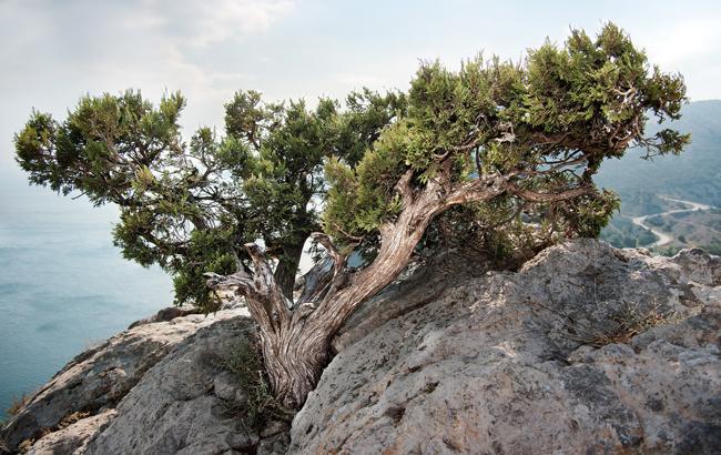 У МінТОТ заявили про ризик зникнення унікальних екосистем Криму