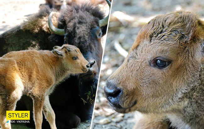 В Киевском зоопарке - очаровательное пополнение: мимишные фото малышей