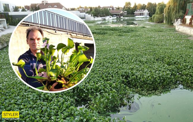 Зеленая чума и корм для гиппопотамов: под Киевом в водоеме обнаружили тропическое растение (фото)