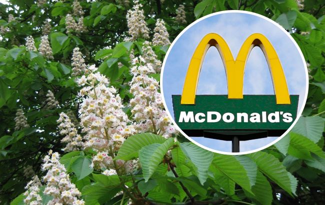 Бургери замість дерев? У Броварах зріжуть старі каштани, щоб побудувати МакДональдз