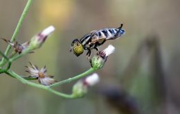 Как морозы спасают насекомых от гибели: неочевидные факты о "вредителях" и опылителях