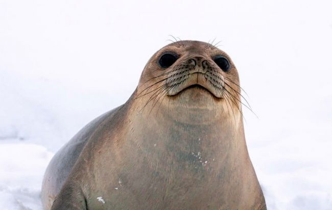 "Мріє про далекі мандри": полярники показали морського котика в цікавому місці