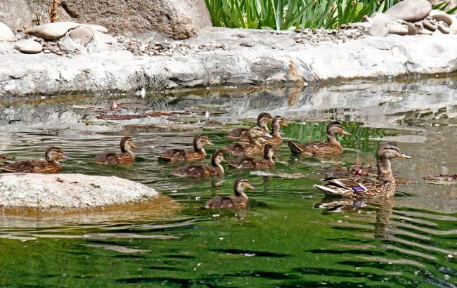 "Такого еще не было!" В Киевском зоопарке показали уникальную семью птиц: много фото