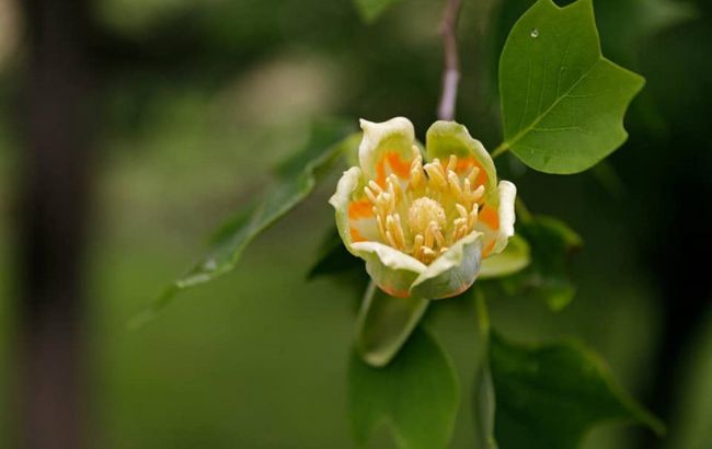 В Ужгороді розквітли екзотичні дерева, привезені до України 100 років тому (фото)