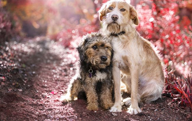 Народні прикмети про собак: коли вони віщують успіх та як попереджають про біду