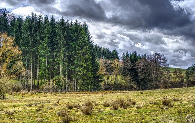 В Киеве в ближайший час с удержанием до конца суток ожидается сильный ветер