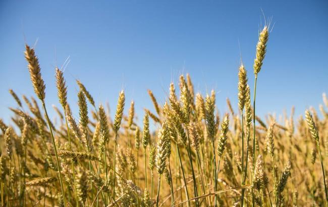 Украинские аграрии намолотили первый миллион тонн зерна