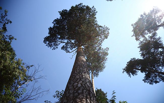 В Украине запретили высаживать деревья вплотную к соседнему участку