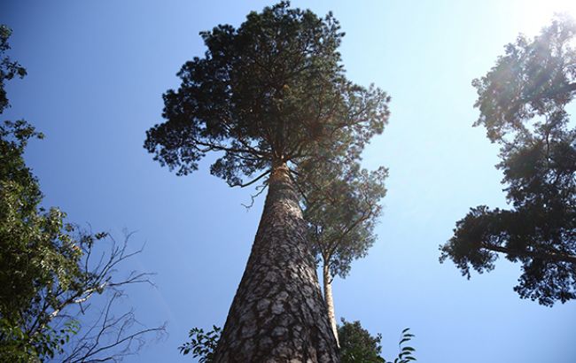 В Польше протестовали против вырубки леса в Беловежской пуще