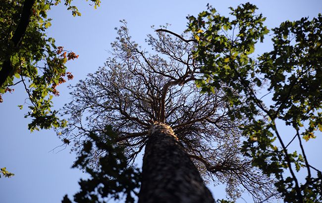 В украинских лесах объявлен "сезон тишины"