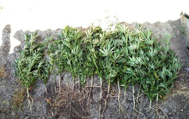 В районе ООС зафиксировали 23 случая сбыта наркотиков военнослужащим