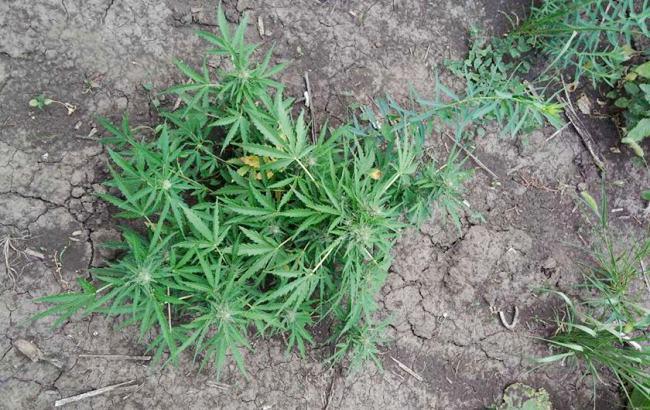 В Николаевской области обнаружили плантацию конопли стоимостью более 2 млн гривен