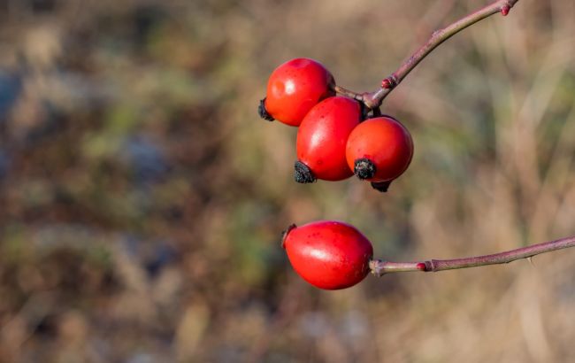 Как собирать и сушить шиповник для максимальной пользы