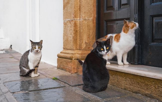 Народні прикмети про котів: яку долю віщує білий, рудий та триколірний