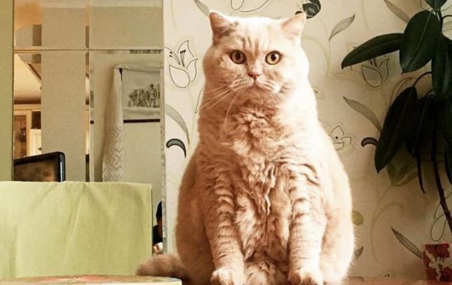 Пішов із життя "головний синоптик України" - кіт Апельмон