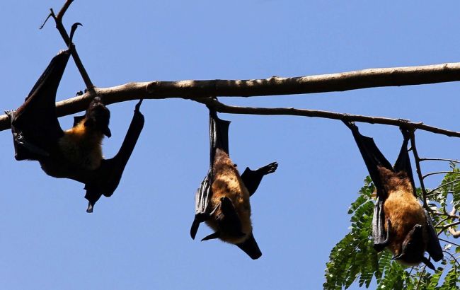 В Австралии ввели чрезвычайное положение из-за летучих лисиц