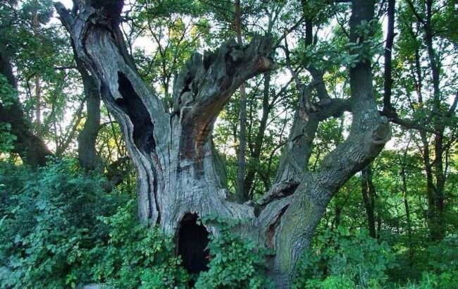 Смотрите, как выглядит знаменитый 900-летний дуб Киева, и где он находится