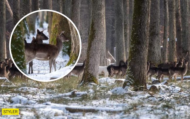 Не такая, как все: на Закарпатье заметили уникальную белую лань