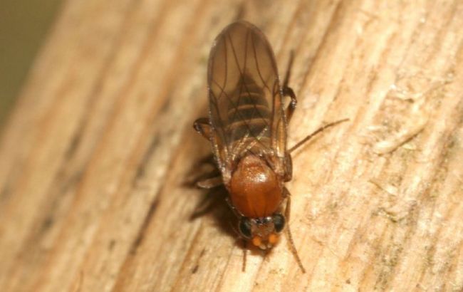 Що робити, якщо ви знайшли муху-горбатку у бананах