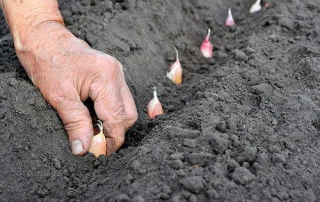 Коли категорично не можна садити часник, щоб він не згнив у землі