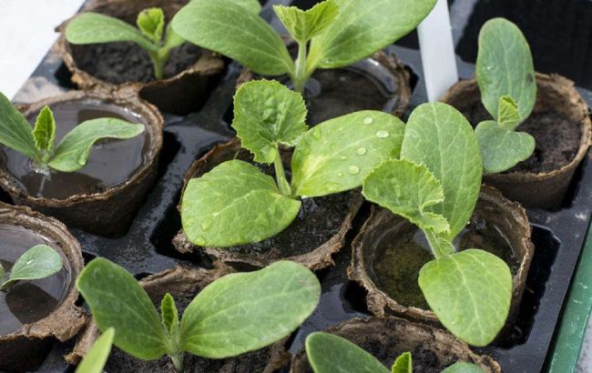 Обязательно успейте посадить кабачки в открытый грунт к этой дате