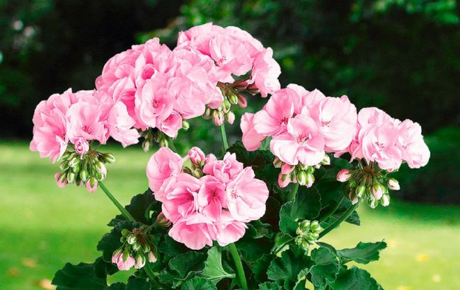 Ось чому вдома не можна тримати герань, або пеларгонію