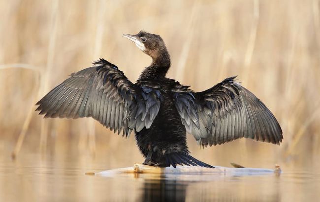 Редкие птицы прилетели зимовать в Украину: посмотрите на этих красавцев (фото)