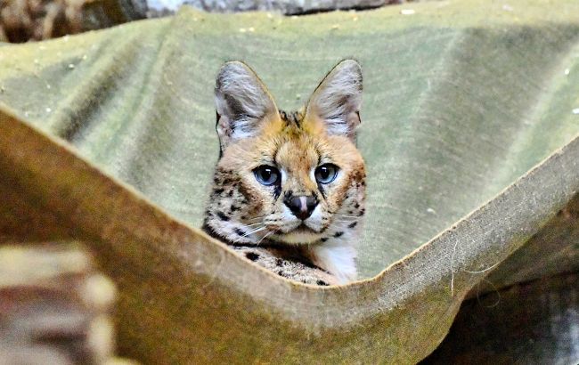 Опинились у центрі війни. У київському зоопарку врятували з-під обстрілів сервалів (фото)