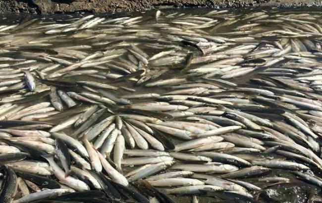 В Запорожской области произошел массовый мор рыбы