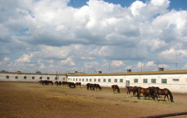 Руководители филиалов "Коневодство Украины" заявляют о доведении ГП до&nbsp;банкротства