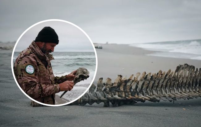 Через російські обстріли в Чорному морі загинули тисячі дельфінів (відео)