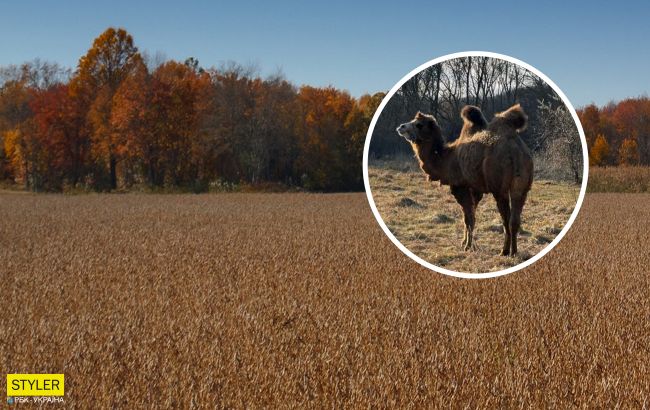 Под Харьковом на поле пасется верблюд: "глобальное потепление докатилось" (фото)