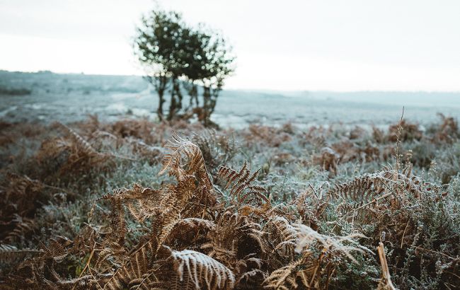 Первые осенние заморозки: какие растения могут серьезно пострадать