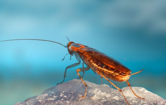 Як зрозуміти, що у вашій квартирі скоро буде купа тарганів: головна ознака