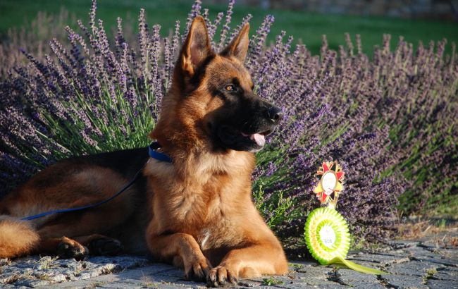 Собака з Києва потрапив до Книги рекордів України: чим відзначилася вівчарка