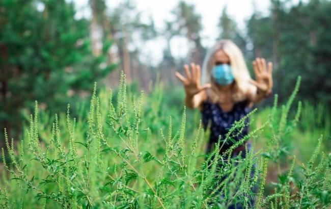 Амброзия: угроза национального масштаба