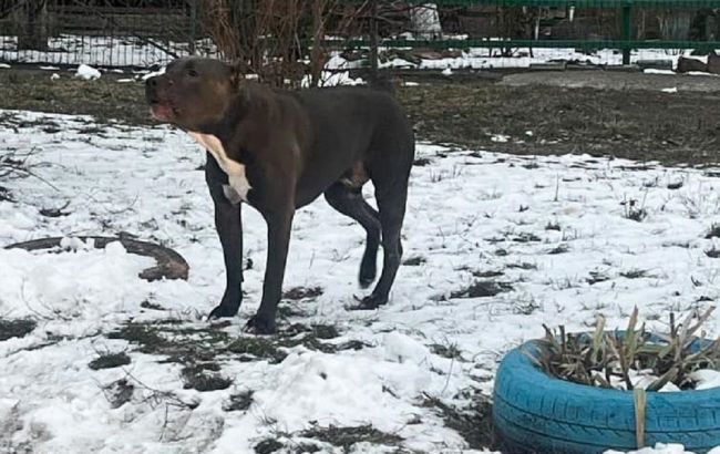 Під Києвом собака бійцівської породи покусав дітей: деталі скандалу