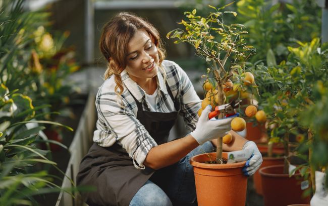 Сад не потрібен: 7 видів плодових дерев, які можна легко виростити в квартирі