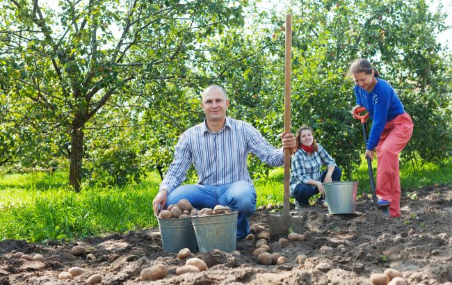 Помилки після збору картоплі, через які вона гниє: що робити не можна