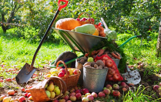 Календарь огородника на сентябрь: когда сажать чеснок и собирать картофель